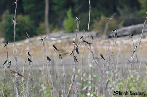 visitando rubia golondrina cerca de Sabadell visitando rubia golondrina cerca de Sabadell