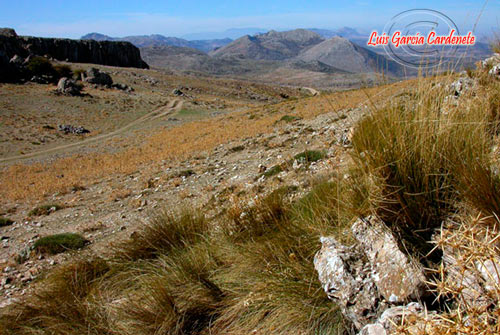 HABITAD CONEJO habitad conejo: