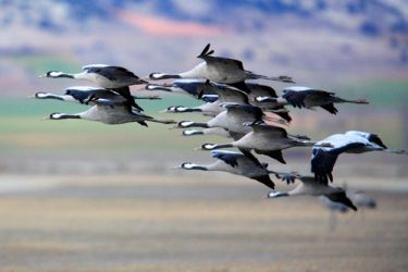 foto de gansos volando