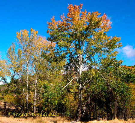 Opiniones de alamo temblon
