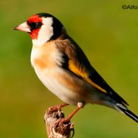 fichas de aves