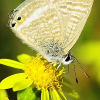 foto de mariposa