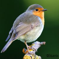 foto de pajaro