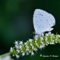 foto de mariposa