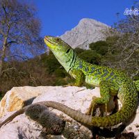fichas de reptiles