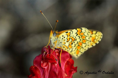 mariposa 12