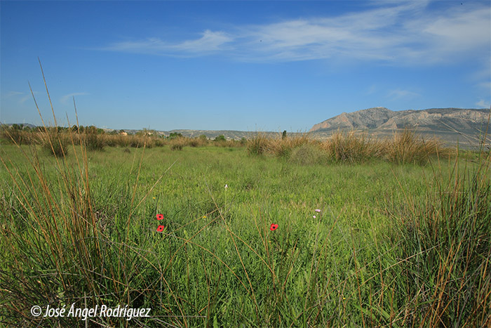 foto de Pastizal salino mediterráneo en la zona del entorno del Humedal del Baíco
