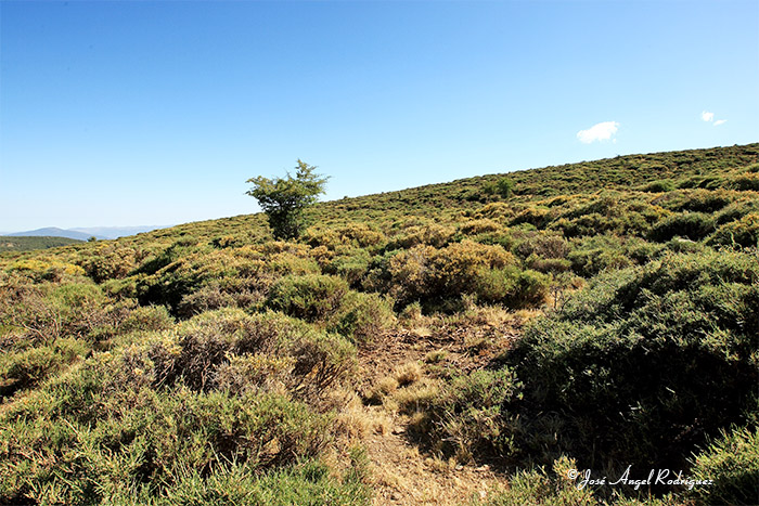 Foto de Floración estival de la Genista versicolor en la cabecera de la Cañada Larga (Arroyo de Morax), en el Parque Natural Sierra de Baza, en la provincia de Granada