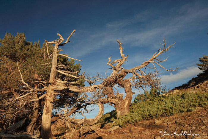 foto de pinos oromediterráneos