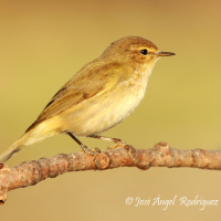 foto de pájaro marrón