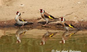 Foto de Jilgueros captados en el momento que se acercan a beber agua a un manantial.