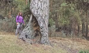 Foto de Almudena Cano Serrano, al pie del conocido Pino de la Señora, en una visita de campo por esta zona en octubre del año 2024.