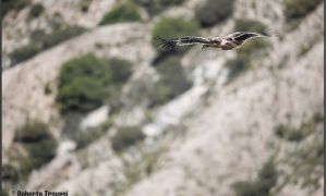 Foto de Águila imperial ibérica (Aquila adalberti)