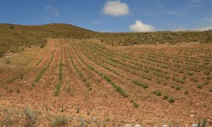Foto de Cultivo de plantas aromáticas en la Sierra de Baza