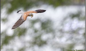 Foto del Cernícalo primilla (Falco naumanni)
