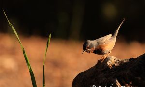 Foto de Macho de curruca carrasqueña occidental fotografiada en la Sierra de Baza.