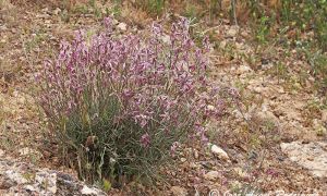 Foto de Alhelí de campo en su hábitat natural de la Sierra de Baza (Granada).