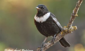 Foto de El mirlo capiblanco (Turdus torquatus torquatus) ha sido uno de los visitantes invernales que no ha faltado este año al Hide de la Cañada del Espartal