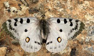 Parnassius apollo filabricus.