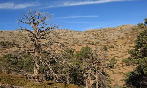 Foto Paisaje del Parque Natural Sierra de Baza afectado por el decaimiento forestal.