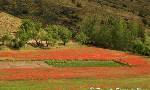Foto de Los cultivos agrícolas dentro del ámbito del Parque Natural Sierra de Baza son objeto de una pormenorizada regulación en la nueva normativa.