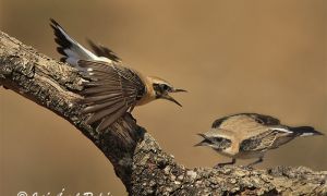Foto de La Collalba rubia (Oenanthe hispanica), una especie migratoria y nidificante estival, asociada a los medios agrarios, en la que se ha constatado un declive poblacional.