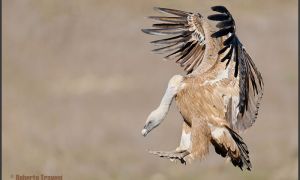 Foto de Buitre leonado (Gyps fulvus subsp. fulvus)