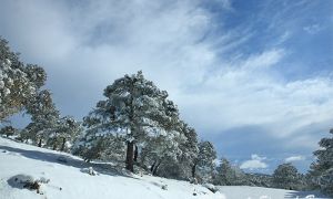 Foto del Aspecto invernal de la zona de pinar oromediterráneo de la Sierra de Baza, en las últimas nevadas.
